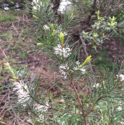 Hakea sericea (Needlebush) at Bomaderry, NSW - 11 Aug 2020 by JanetL