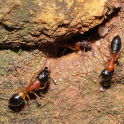 Camponotus consobrinus (Banded sugar ant) at Acton, ACT - 14 Aug 2020 by TimL