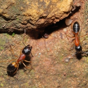 Camponotus consobrinus at Acton, ACT - 14 Aug 2020