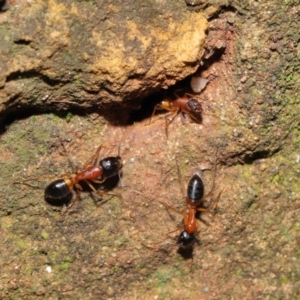Camponotus consobrinus at Acton, ACT - 14 Aug 2020 11:49 AM