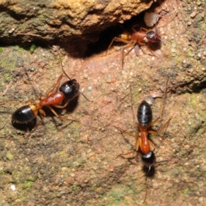 Camponotus consobrinus at Acton, ACT - 14 Aug 2020 11:49 AM