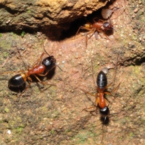 Camponotus consobrinus at Acton, ACT - 14 Aug 2020