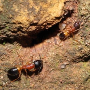 Camponotus consobrinus at Acton, ACT - 14 Aug 2020 11:49 AM