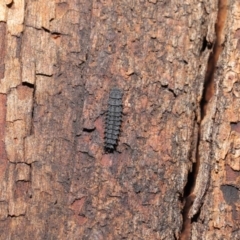 Porrostoma sp. (genus) at Acton, ACT - 14 Aug 2020