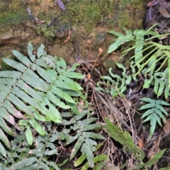 Blechnum wattsii (Hard Water Fern) at Robertson - 17 Aug 2020 by plants