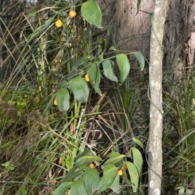 Eustrephus latifolius (Wombat Berry) at Wildes Meadow - 18 Aug 2020 by plants