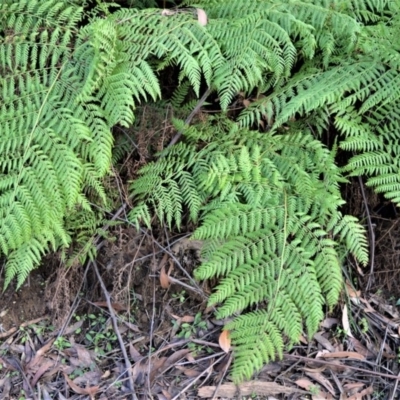 Calochlaena dubia (Rainbow Fern) at Wildes Meadow, NSW - 17 Aug 2020 by plants