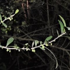 Melicytus dentatus (Tree Violet) at Kangaloon - 18 Aug 2020 by plants