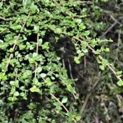 Coprosma quadrifida (Prickly Currant Bush, Native Currant) at Kangaloon - 18 Aug 2020 by plants