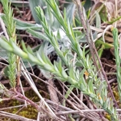 Rhodanthe anthemoides at Mitchell, ACT - 18 Aug 2020