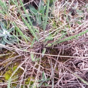 Rhodanthe anthemoides at Mitchell, ACT - 18 Aug 2020