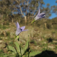 Wahlenbergia capillaris (Tufted Bluebell) at Conder, ACT - 18 Mar 2020 by MichaelBedingfield