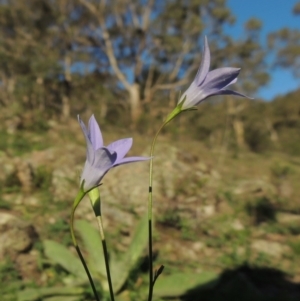 Wahlenbergia capillaris at Conder, ACT - 18 Mar 2020