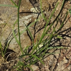 Wahlenbergia capillaris at Conder, ACT - 18 Mar 2020