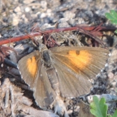 Lucia limbaria (Chequered Copper) at Rob Roy Range - 18 Mar 2020 by MichaelBedingfield