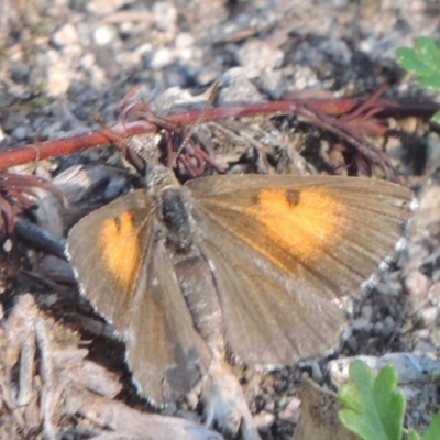 Lucia limbaria (Chequered Copper) at Conder, ACT - 18 Mar 2020 by MichaelBedingfield