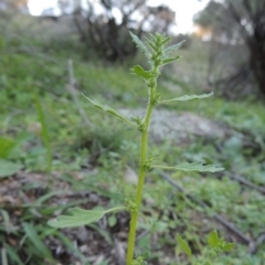 Dysphania pumilio (Small Crumbweed) at Conder, ACT - 18 Mar 2020 by MichaelBedingfield