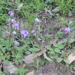 Glycine tabacina (Variable Glycine) at Rob Roy Range - 18 Mar 2020 by MichaelBedingfield