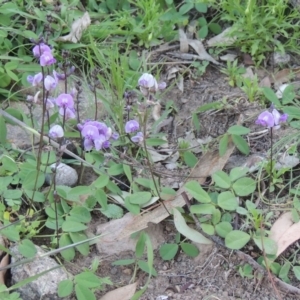 Glycine tabacina at Conder, ACT - 18 Mar 2020