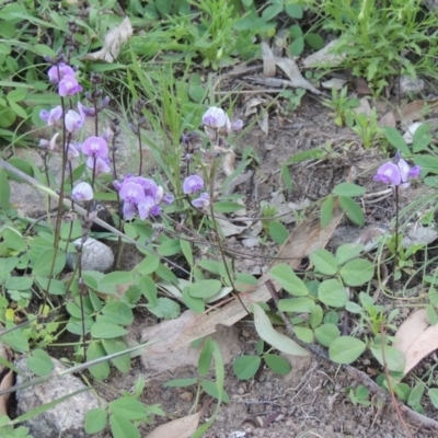Glycine tabacina (Variable Glycine) at Conder, ACT - 18 Mar 2020 by MichaelBedingfield