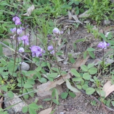 Glycine tabacina (Variable Glycine) at Conder, ACT - 18 Mar 2020 by michaelb