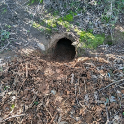 Vombatus ursinus (Bare-nosed Wombat) at Tuggeranong DC, ACT - 17 Aug 2020 by HelenCross