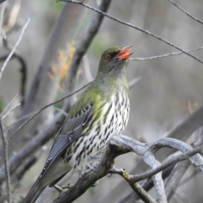 Oriolus sagittatus (Olive-backed Oriole) at Kambah, ACT - 17 Aug 2020 by MatthewFrawley