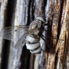 Entomophthora sp. (genus) (Puppeteer Fungus) at Gundaroo, NSW - 16 Aug 2020 by rawshorty