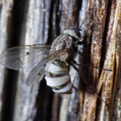 Entomophthora sp. (genus) (Puppeteer Fungus) at Mcleods Creek Res (Gundaroo) - 16 Aug 2020 by rawshorty