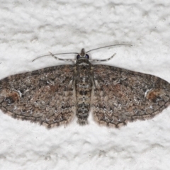 Chloroclystis filata (Filata Moth, Australian Pug Moth) at Ainslie, ACT - 17 Aug 2020 by jb2602