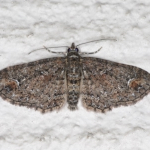 Chloroclystis filata at Ainslie, ACT - 17 Aug 2020