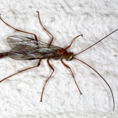 Enicospilus CNM sp1 (An Ophioninae Wasp) at Ainslie, ACT - 17 Aug 2020 by jb2602