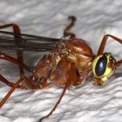 Enicospilus CNM sp1 at Ainslie, ACT - 17 Aug 2020