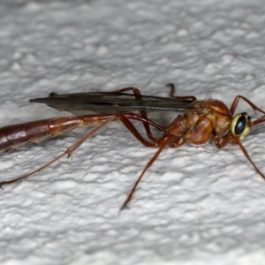 Enicospilus CNM sp1 at Ainslie, ACT - 17 Aug 2020