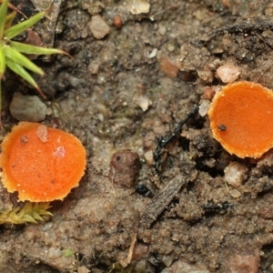 Octospora 'humosa group' at Holt, ACT - 17 Aug 2020 11:59 AM