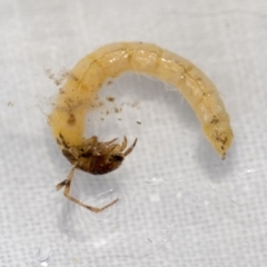 Trichoptera sp. (order) (Unidentified Caddisfly) at Molonglo Valley, ACT - 17 Aug 2020 by AlisonMilton