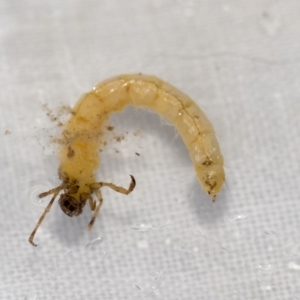 Trichoptera sp. (order) at Molonglo River Reserve - 17 Aug 2020