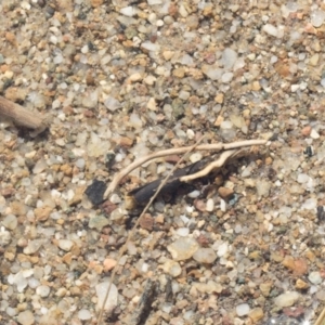 Trichoptera sp. (order) at Molonglo River Reserve - 17 Aug 2020