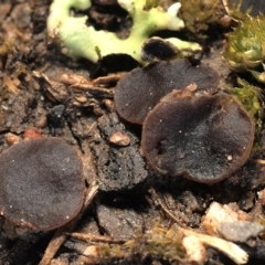 Phaeohelotium succineoguttulatum at Aranda Bushland - 15 Aug 2020 by Heino1