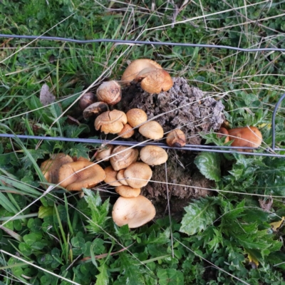 Unverified Cap on a stem; gills below cap [mushrooms or mushroom-like] at Forde, ACT - 18 Aug 2020 by ConBoekel