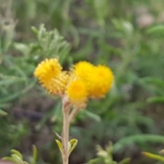 Chrysocephalum semipapposum (Clustered Everlasting) at Watson Woodlands - 18 Aug 2020 by tpreston