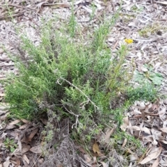 Chrysocephalum semipapposum at Watson, ACT - 18 Aug 2020