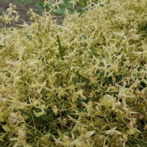 Clematis leptophylla at Watson, ACT - 18 Aug 2020