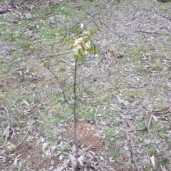 Acacia genistifolia at Watson, ACT - 18 Aug 2020