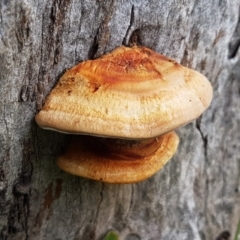 Truncospora ochroleuca at Watson Woodlands - 18 Aug 2020 by tpreston