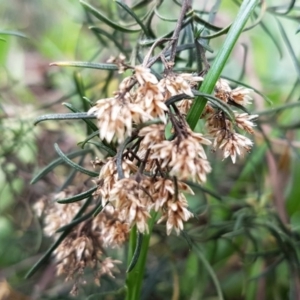 Cassinia quinquefaria at Watson, ACT - 18 Aug 2020