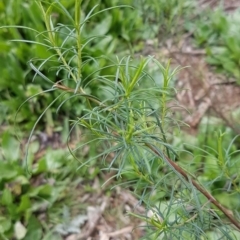 Cassinia quinquefaria at Watson, ACT - 18 Aug 2020 01:07 PM