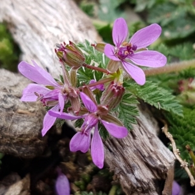 Erodium cicutarium (Common Storksbill, Common Crowfoot) at Watson Woodlands - 18 Aug 2020 by tpreston