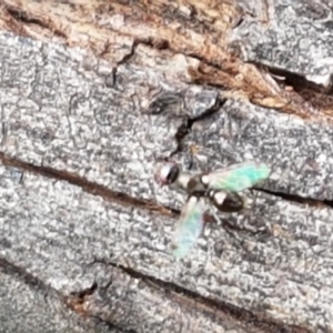 Parapalaeosepsis plebeia at Watson, ACT - 18 Aug 2020