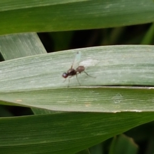 Parapalaeosepsis plebeia at Watson, ACT - 18 Aug 2020